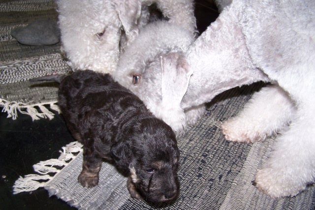 Arc-en-ciel Arlequin 03.02 (3).JPG